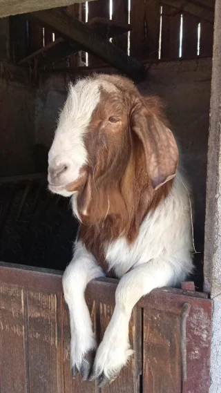 Instagram post from deutscheschulezagreb. This post is in position 1.